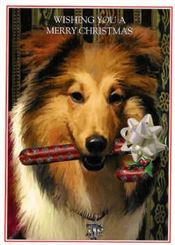 Texas Christmas Cards-Texas A&M Reveille with Candy Cane